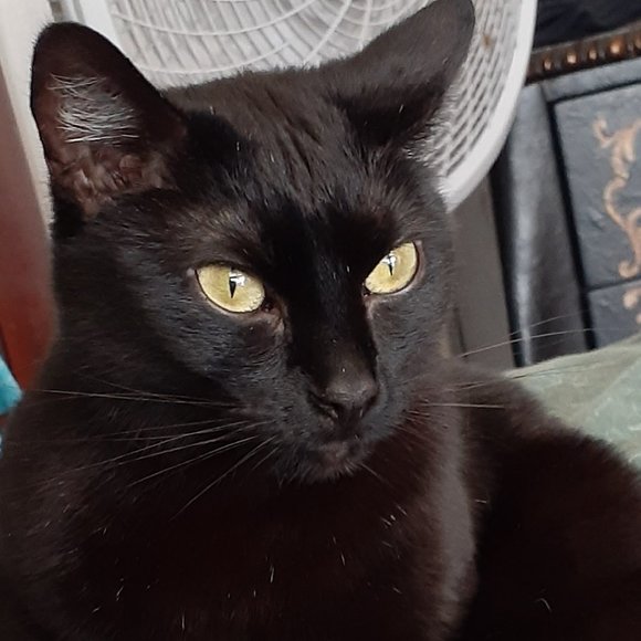 DISCLOSURES !!  PLEASE READ BEFORE PURCHASE... - Picture 2 of 3